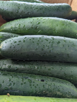 Cucumbers