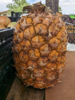 Pineapple1