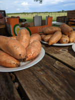 Sweetpotato1